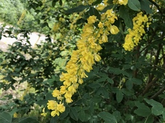 Laburnum