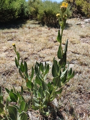 Senecio pyrenaicus