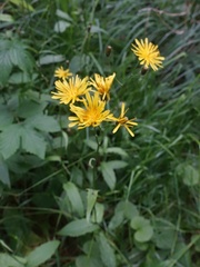 Crepis paludosa
