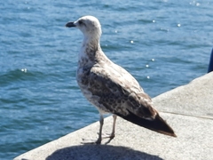 Larus