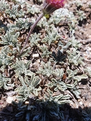 Jacobaea boissieri