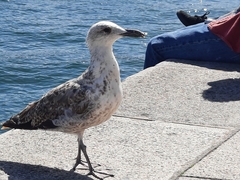 Larus