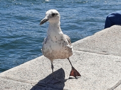 Larus