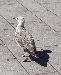 Larus