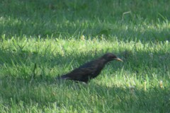 Sturnus vulgaris