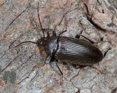 Androchirus erythropus