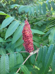 Rhus typhina