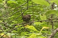 Troglodytes pacificus