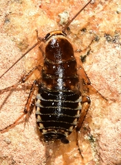 Phyllodromica