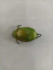 Chrysina costata