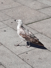 Larus
