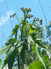 Ripariosida hermaphrodita