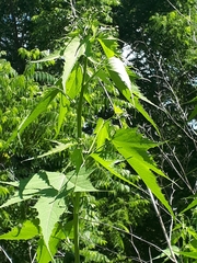 Ripariosida hermaphrodita