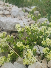 Galium magellense