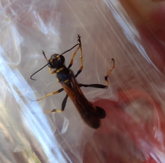 Sceliphron caementarium