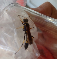 Sceliphron caementarium