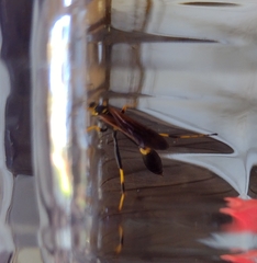 Sceliphron caementarium