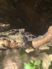Osmoderma scabra