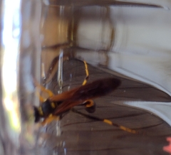 Sceliphron caementarium