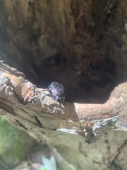 Osmoderma scabra