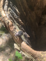 Osmoderma scabra