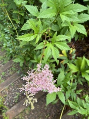Filipendula rubra