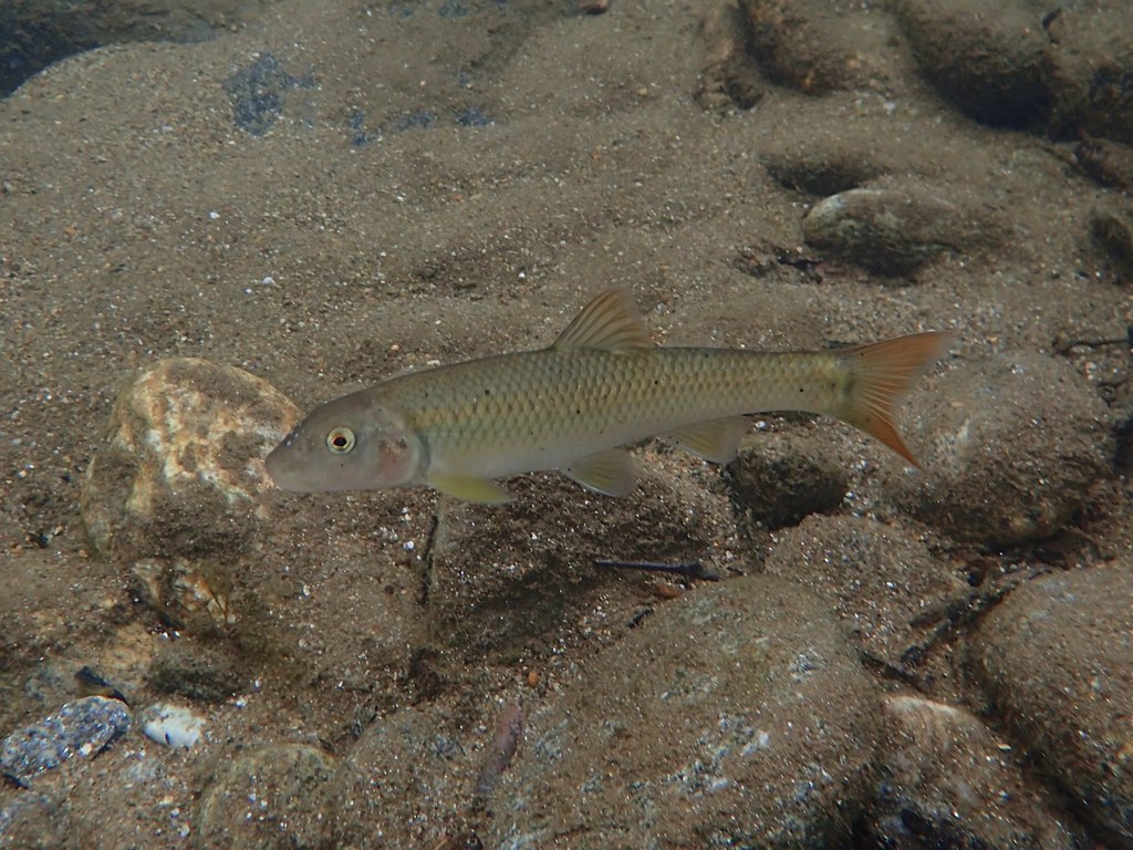 River Chub