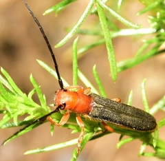 Oberea erythrocephala