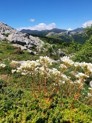 Saxifraga canaliculata