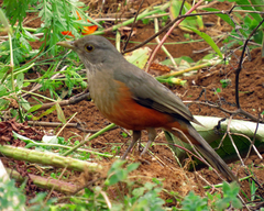 Turdus rufiventris