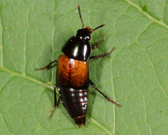 Tachinus fimbriatus