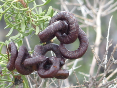 Prosopis denudans