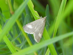 Udea alpinalis