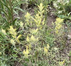 Castilleja flava