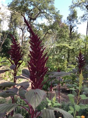 Amaranthus