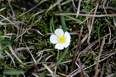 Ranunculus pyrenaeus