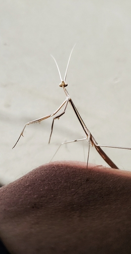 Northern Grass Mantis photo 4