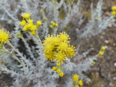 Senecio filaginoides