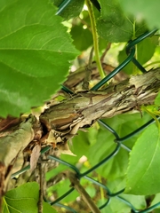 Hydrangea petiolaris