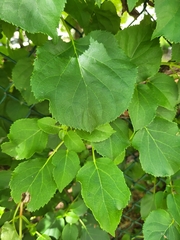 Hydrangea petiolaris
