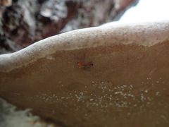Sciophila rufa