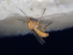 Sciophila rufa