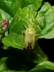 Apolygus lucorum
