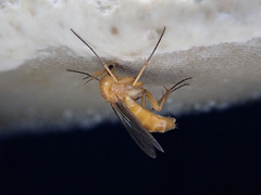 Sciophila rufa