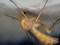 Sciophila rufa