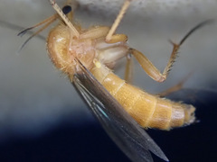 Sciophila rufa