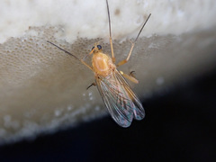 Sciophila rufa