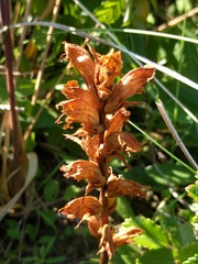 Orobanche caryophyllacea