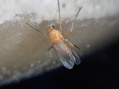 Sciophila rufa