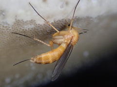 Sciophila rufa